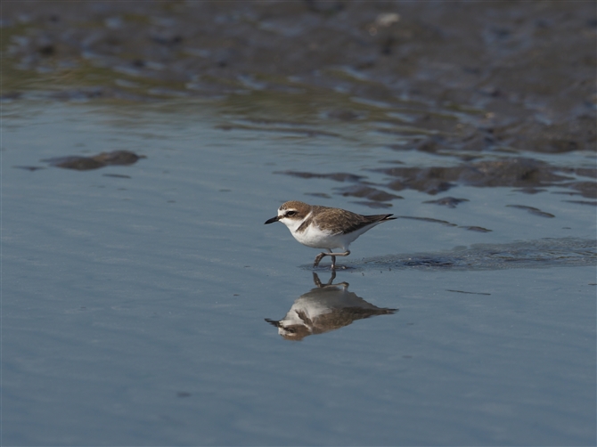 V`h,Kentish Plover